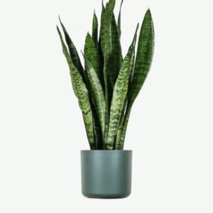 plants ecommerce product featured img 1