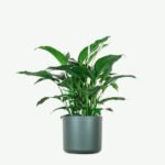 plants ecommerce product featured img 15