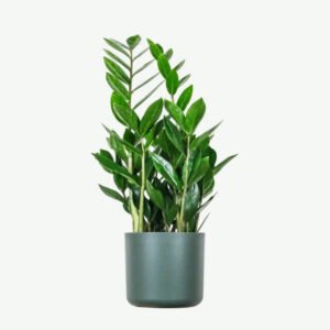 plants ecommerce product featured img 16