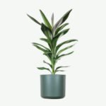 plants ecommerce product featured img 20